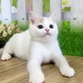 ミヌエット(長足)