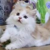 マンチカン(短足)