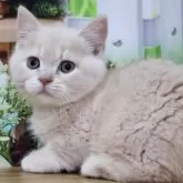 マンチカン(短足)