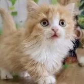 マンチカン(短足)