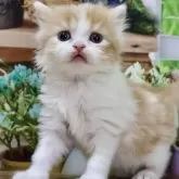 マンチカン(長足)