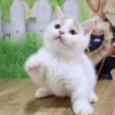 マンチカン(短足)