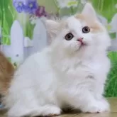 マンチカン(短足)