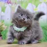 マンチカン(短足)