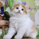 マンチカン(長足)