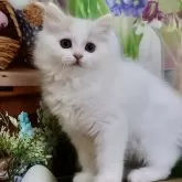 マンチカン(長足)