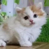 マンチカン(短足)