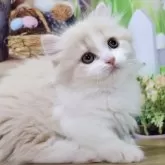 マンチカン(短足)