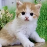 マンチカン(長足)