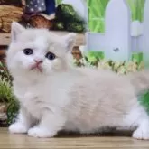マンチカン(短足)