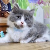 マンチカン(短足)