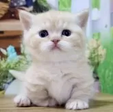 マンチカン(短足)