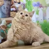 マンチカン(長足)