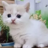 マンチカン(短足)