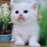 マンチカン(短足)