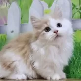 マンチカン(短足)