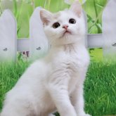 ミヌエット(長足)