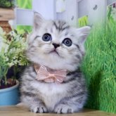 ミヌエット(短足)