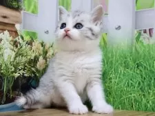 マンチカン(長足)【岐阜県・男の子・2025年4月20日・シルバータビー&ホワイト】の写真2