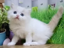 マンチカン(長足)【岐阜県・女の子・2025年6月12日・クリームタビー&ホワイト】の写真2