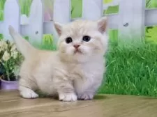 マンチカン(短足)【岐阜県・男の子・2025年11月8日・レッドタビー】の写真2