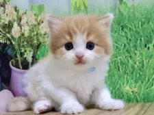 マンチカン(長足)【岐阜県・男の子・2025年9月4日・レッドタビー&ホワイト】の写真2