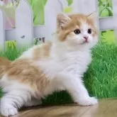 マンチカン(長足)【岐阜県・男の子・2025年7月17日・レッドタビー&amp;ホワイト】の写真10