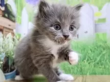 マンチカン(長足)【岐阜県・男の子・2025年1月28日・ブルー&ホワイト】の写真9