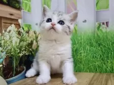 マンチカン(長足)【岐阜県・男の子・2025年4月20日・シルバータビー&ホワイト】の写真4