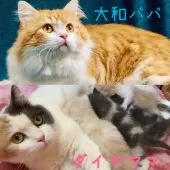 マンチカン(短足)【岐阜県・女の子・2025年7月31日・クリームタビー&ホワイト】の写真5