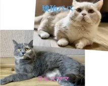 マンチカン(短足)【岐阜県・女の子・2025年3月22日・クリームタビー】の写真5「琥珀パパ&ラピスママ」