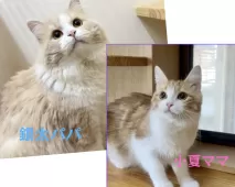 マンチカン(長足)【岐阜県・男の子・2025年7月17日・レッドタビー&amp;ホワイト】の写真7「パパ&amp;ママ」