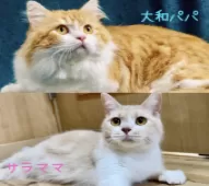 マンチカン(長足)【岐阜県・女の子・2025年6月15日・クリームタビー】の写真6