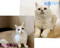 マンチカン(短足)【岐阜県・女の子・2025年4月29日・クリームタビー&ホワイト】の写真5