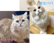 マンチカン(短足)【岐阜県・女の子・2025年4月9日・レッドタビー】の写真7