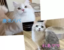 ミヌエット(長足)【岐阜県・男の子・2025年3月24日・ブルータビー】の写真6
