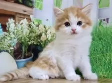 マンチカン(長足)【岐阜県・男の子・2025年7月17日・レッドタビー&amp;ホワイト】の写真8