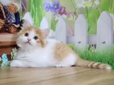 マンチカン(長足)【岐阜県・男の子・2025年7月17日・レッドタビー&amp;ホワイト】の写真2