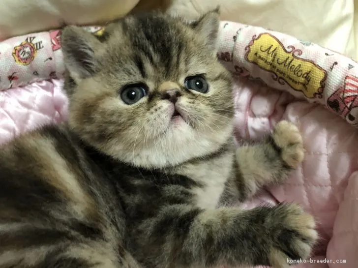 ID:2002-00850の子猫