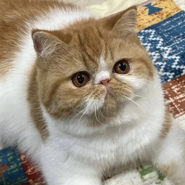 ID：2308-03122の子猫
