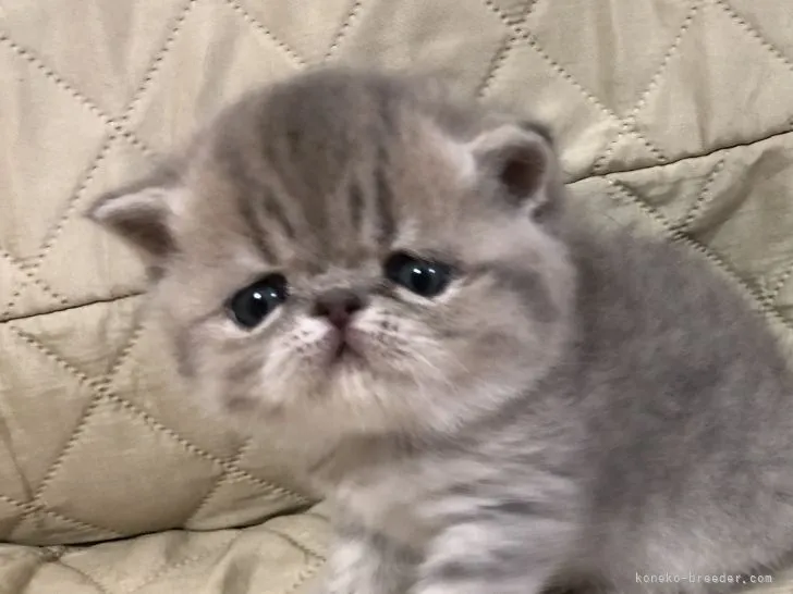 ID：2105-01129の子猫