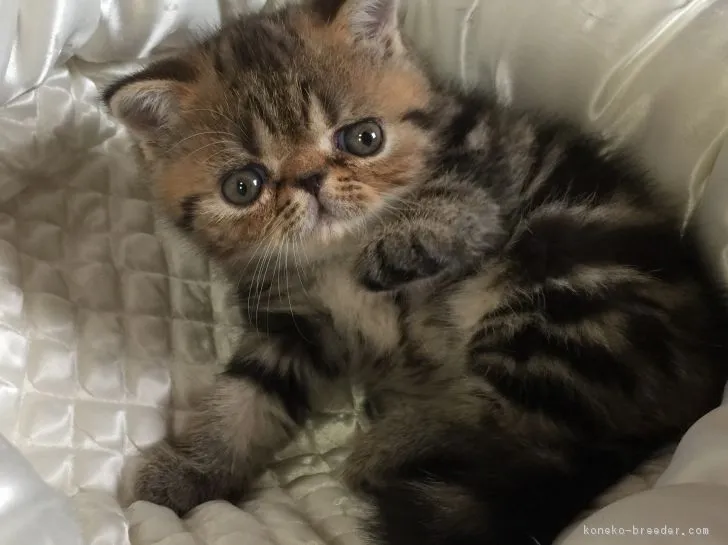 ID：1709-01179の子猫