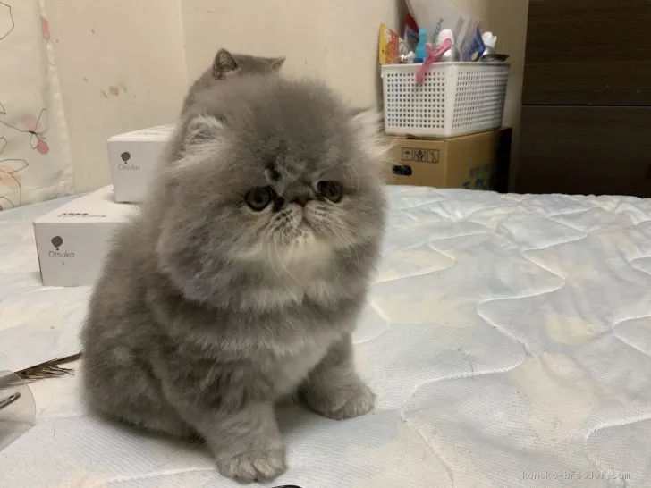 ID：2010-00089の子猫