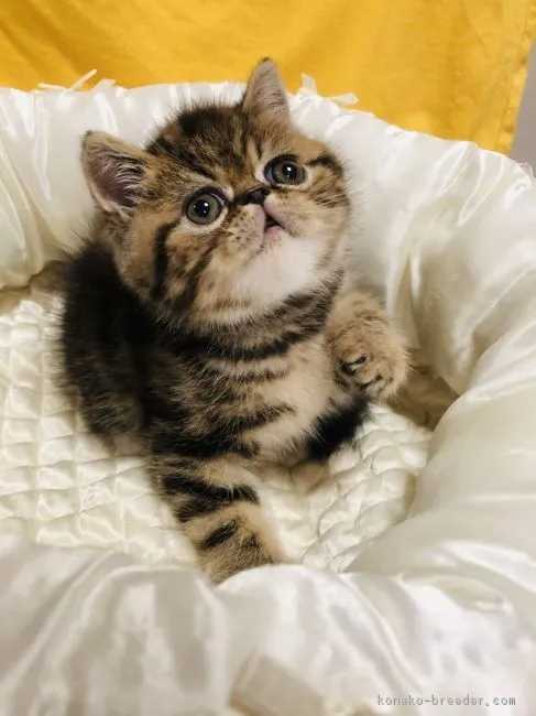 ID:1811-00239の子猫