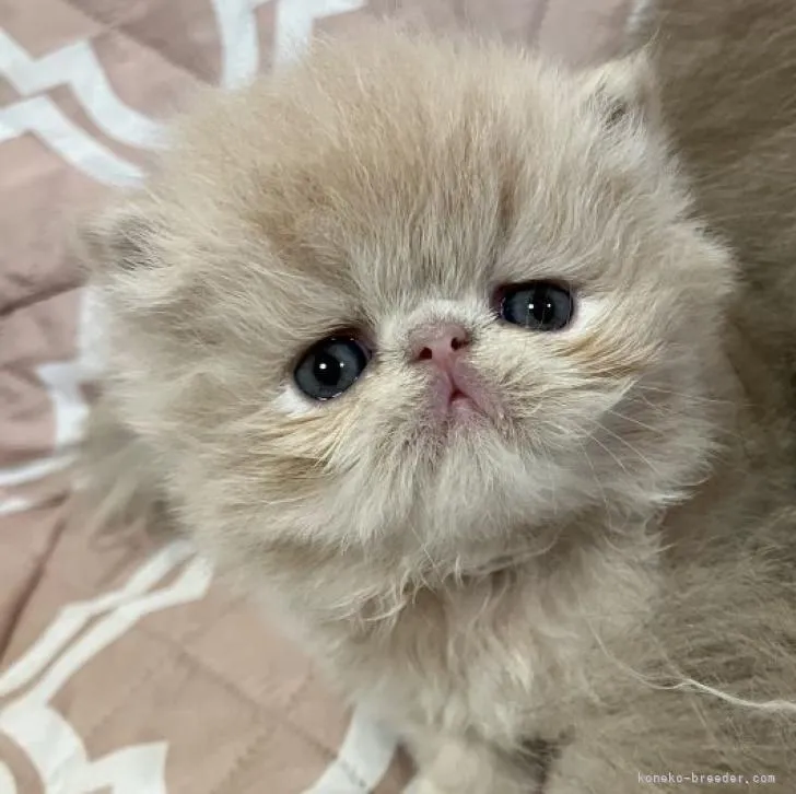 ID:2303-00790の子猫