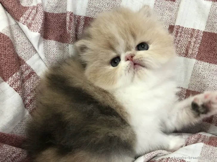 ID:2105-00027の子猫