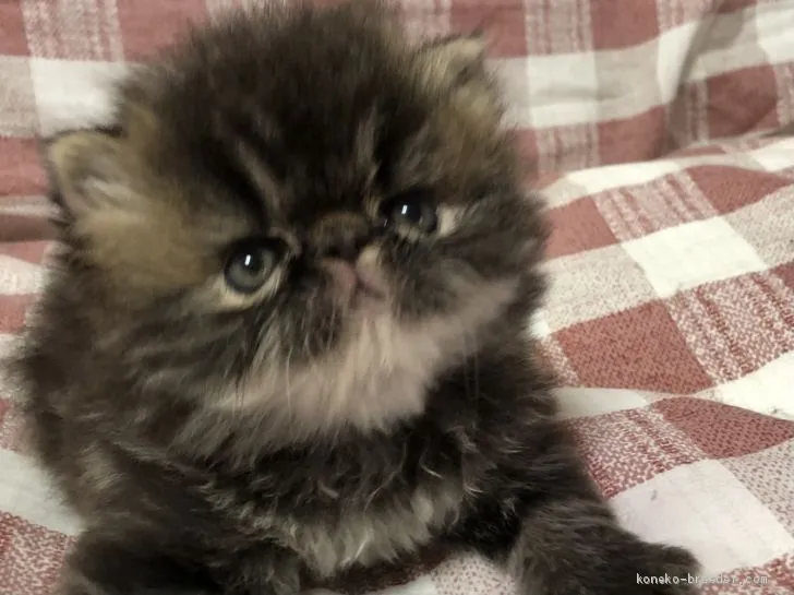 ID:2012-00968の子猫