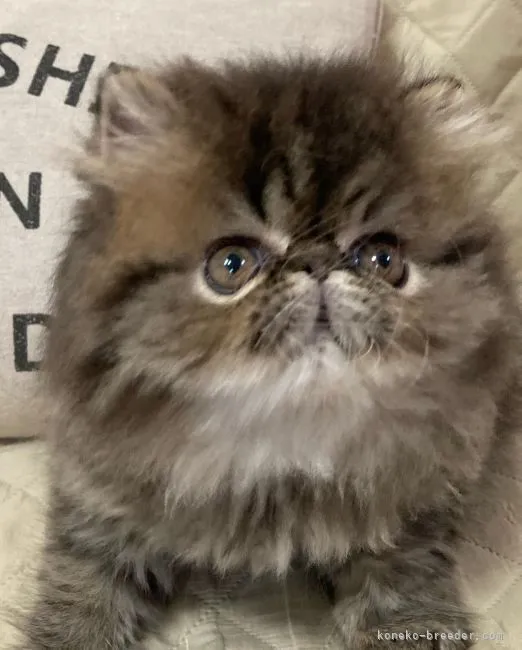 ID:2204-01263の子猫