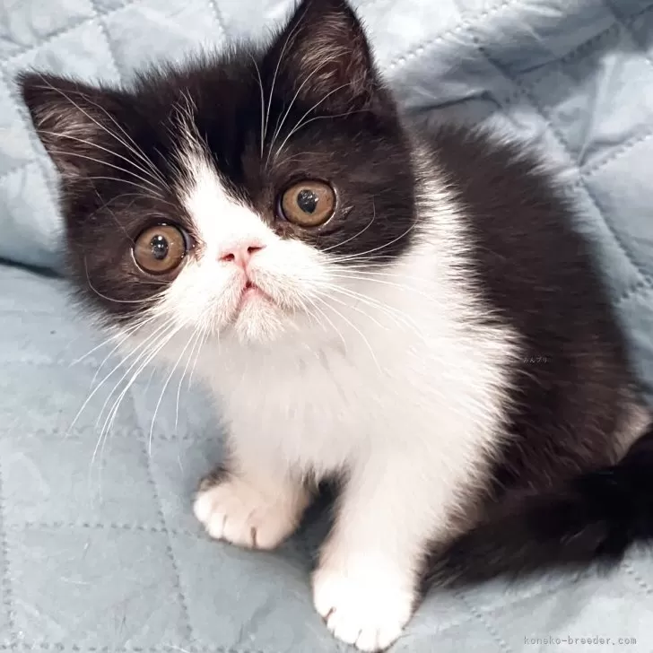 ID:2505-03722の子猫