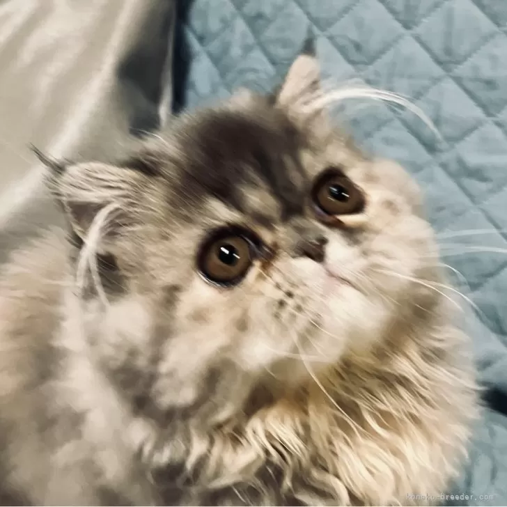 ID:2507-01208の子猫